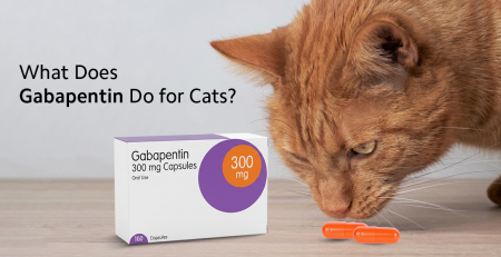 What Does Gabapentin Do for Cats (1)